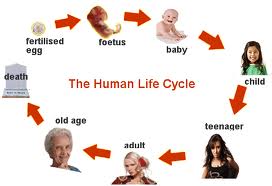 Image result for human life cycle