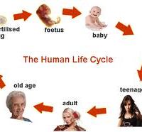 life stages...the life cycle....of humans